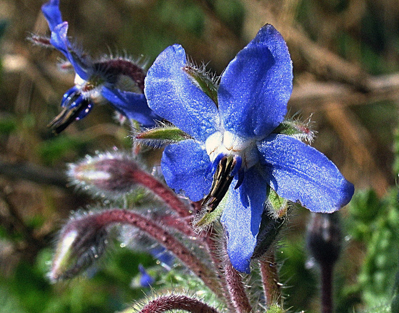 Borago officinalis L.